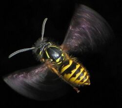 Flying Vespula vulgaris.jpg