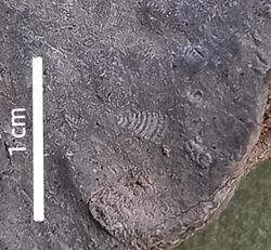 Geinitzina fossil.jpg