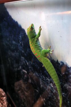 Gfp-seychelles-island-day-gecko.jpg