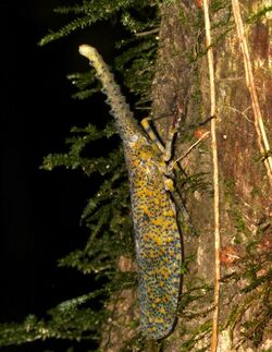 Giant Lantern Bug (Zanna terminalis) (15357529400).jpg