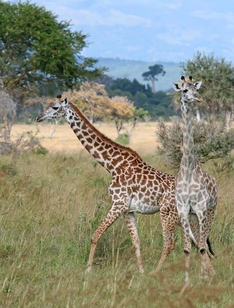 File:Giraffes Mikumi National Park.jpg