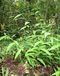 Globba albiflora var aurea wholeplant CTNP RPB.jpg