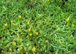 Glottiphyllum cruciatum - Kirstenbosch 8.jpg