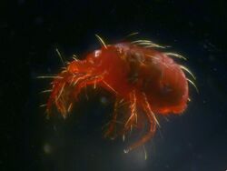 Gorse spider mite, microscope view.jpg
