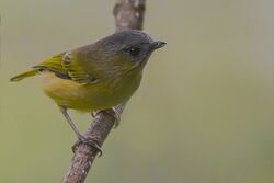 Green Shrike Babbler Khangchendzonga National Park West Sikkim Sikkim India 30.10.2015.jpg