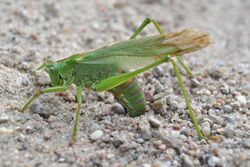Green grasshoper laying eggs in the ground..jpg