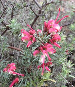 Grevillea 'Lara Dwarf'.jpg