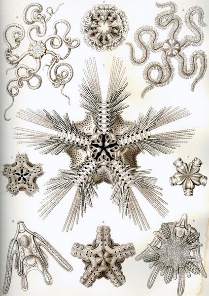 File:Haeckel Ophiodea.jpg