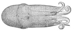Haliphron atlanticus (70 mm ML).jpg
