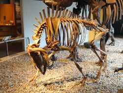 Harlan's musk ox (cast) - Indiana State Museum - DSC00404.JPG