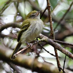 Hemitriccus griseipectus - White-bellied Tody-Tyrant.JPG