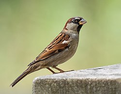House sparrow male in Prospect Park (53532).jpg