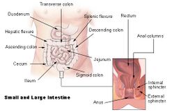 Illu intestine.jpg