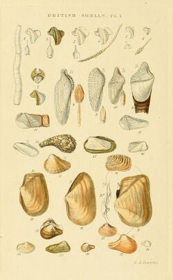 Illustrated Index of British Shells Plate 01.jpg