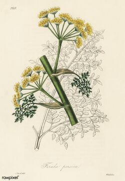 Illustration from Medical Botany, digitally enhanced from rawpixel's own original plates 40.jpg