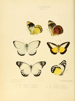 Illustrations of new species of exotic butterflies Pieris V.jpg