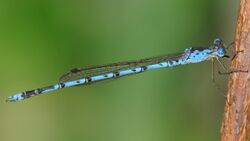 Indolestes peregrinus(Male,Japan,2018.06.13).jpg