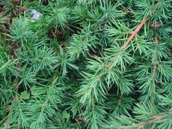 Juniperus conferta.JPG