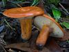 Lactarius eucalypti 151158.jpg