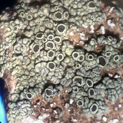 Lecanora argopholis 19791.jpg