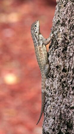 Leiocephalus carinatus armouri tree cool.jpg