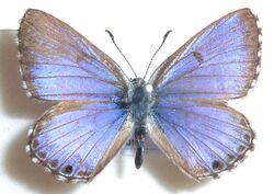 Lepidochrysops ortygia, J Dobson, a.jpg