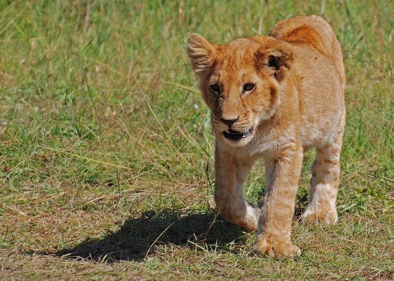 File:Lion cub, Masai Mara, Kenya.jpg