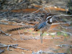 Long-tailed Ground-roller, Mangily, Madagascar 3.jpg