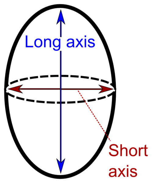 File:Long and short axis.png