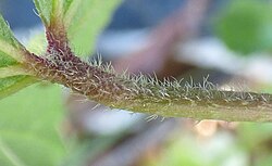 Malva parviflora in Antalya by David Merrick 09.jpg