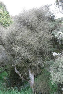 Melicytus flexuosus.jpg