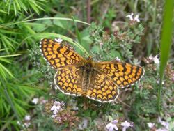 Melitaea deione.jpg