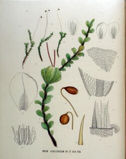 Mnium subglobosum — Flora Batava — Volume v18.jpg