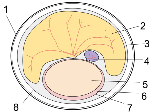 File:Monotreme Egg Diagram.svg