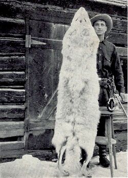 Montana wolf 100 lbs 1928 Young & Goldman USFWS.jpg