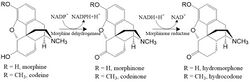 Morphine degradation.jpg
