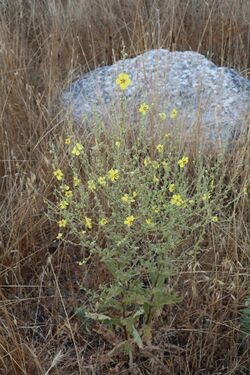 Mullein - Verbascum sinuatum.jpg