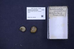 Naturalis Biodiversity Center - RMNH.MOL.296649 - Halolimnohelix percivali (Preston, 1914) - Halolimnohelicidae - Mollusc shell.jpeg