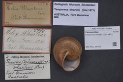 Naturalis Biodiversity Center - ZMA.MOLL.397390 - Temporena whartoni (Cox, 1871) - Camaenidae - Mollusc shell.jpeg