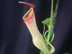 Nepenthes khasiana.jpg
