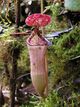 Nepenthes pilosa2.jpg