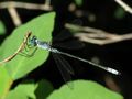 Northern Spreadwing (15065316741).jpg