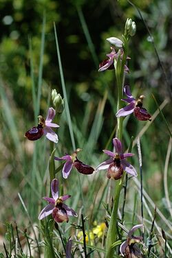 Ophrys drumana Mg-k d0401035.jpg