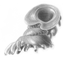 Opisthostoma stellasubis shell.png
