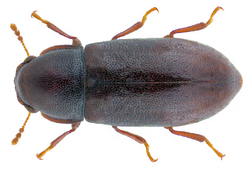 Orthocis alni (Gyllenhal, 1813) Syn.- Cis alni (Gyllenhal, 1813) (32247147585).png