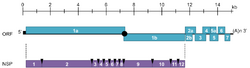 PRRSV genome organization.png