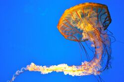 Pacific Sea Nettle, Baltimore, MD Aquarium.jpg