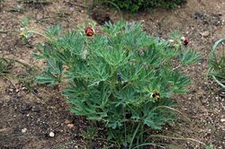 Paeonia californica habit.jpg