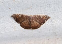 Paralbara watsoni (Drepanidae- Drepaninae) (6564959275).jpg