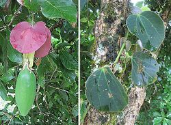 Passiflora membranacea (11256961743).jpg